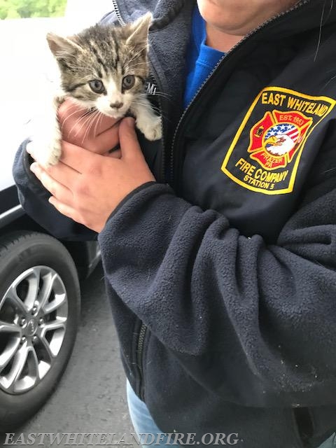  Purrfect  Mothers Day  Rescue  East Whiteland Volunteer 